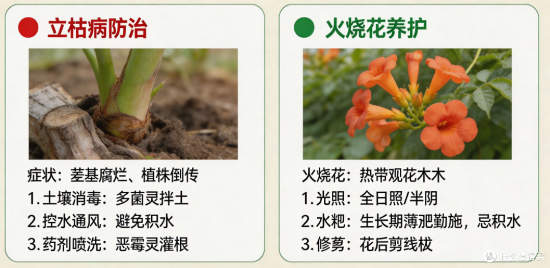 立枯病防治与火烧花养护