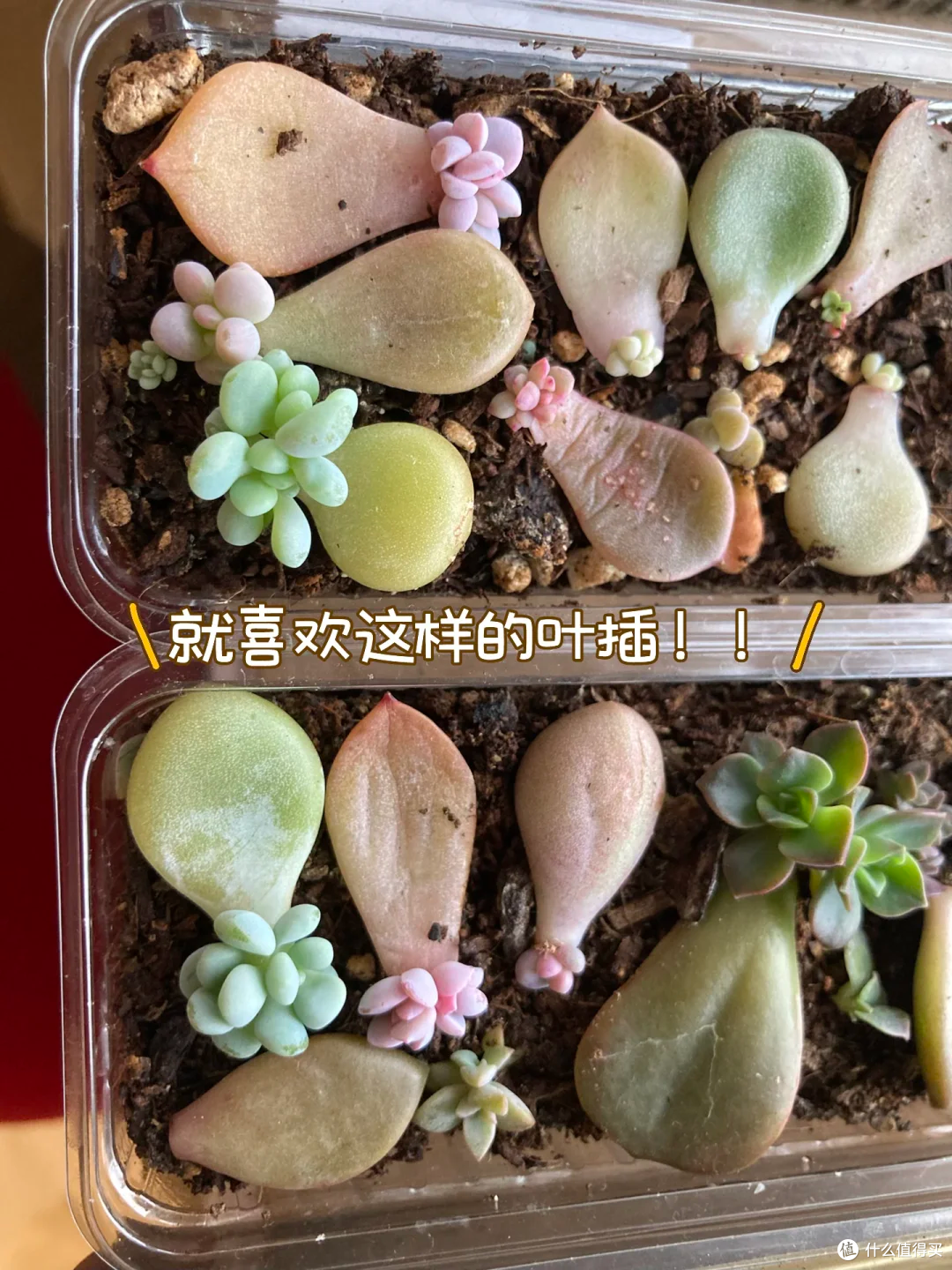 养了3年的多肉后，我后悔了，本以为是“小奶团子”，其实是王者