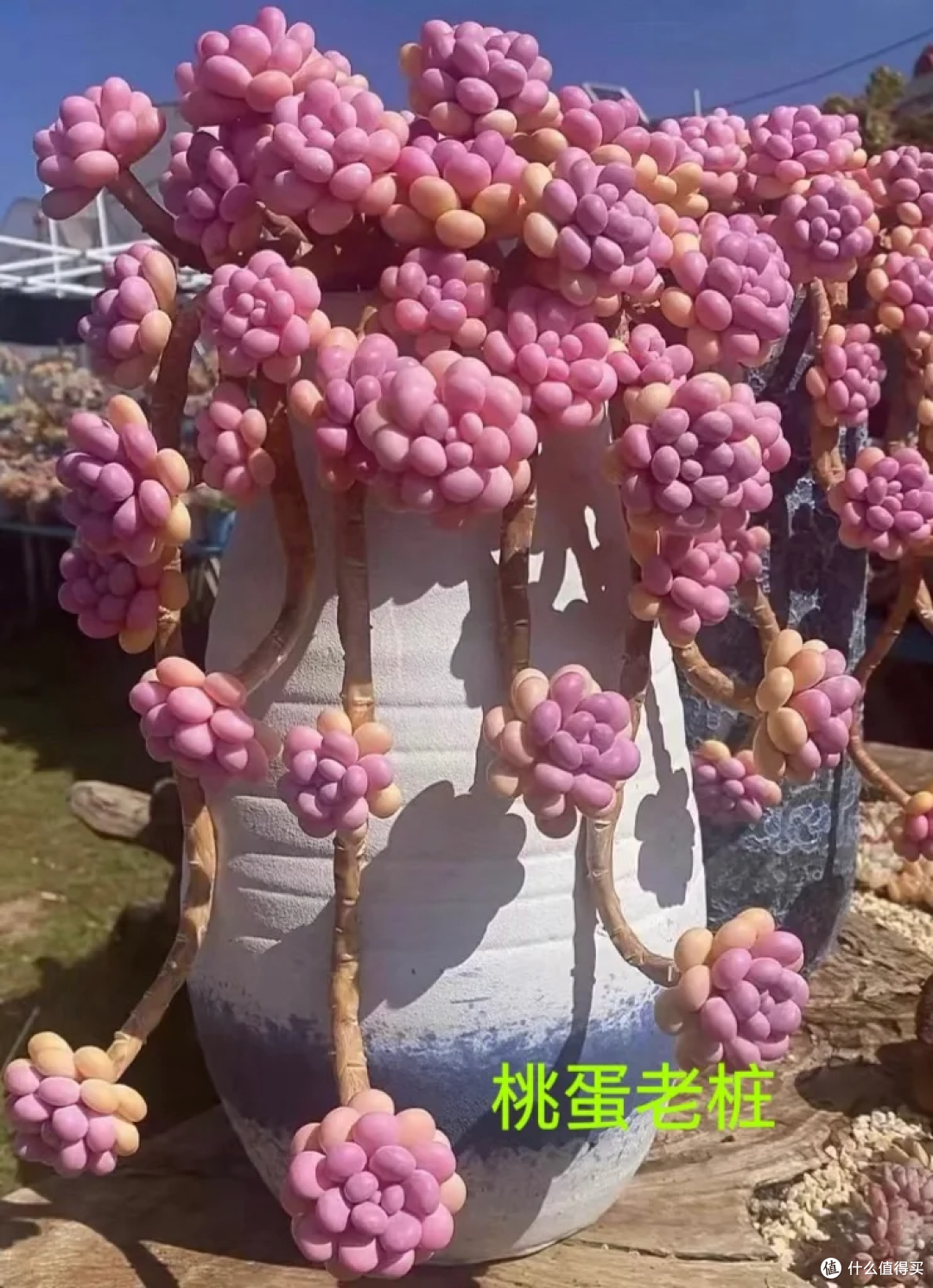 养了3年的多肉后，我后悔了，本以为是“小奶团子”，其实是王者