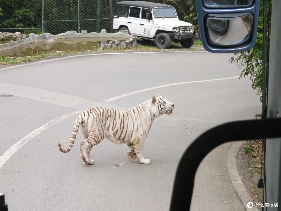 五一重庆旅游攻略,走到腿抽筋,意外看了两场无人机