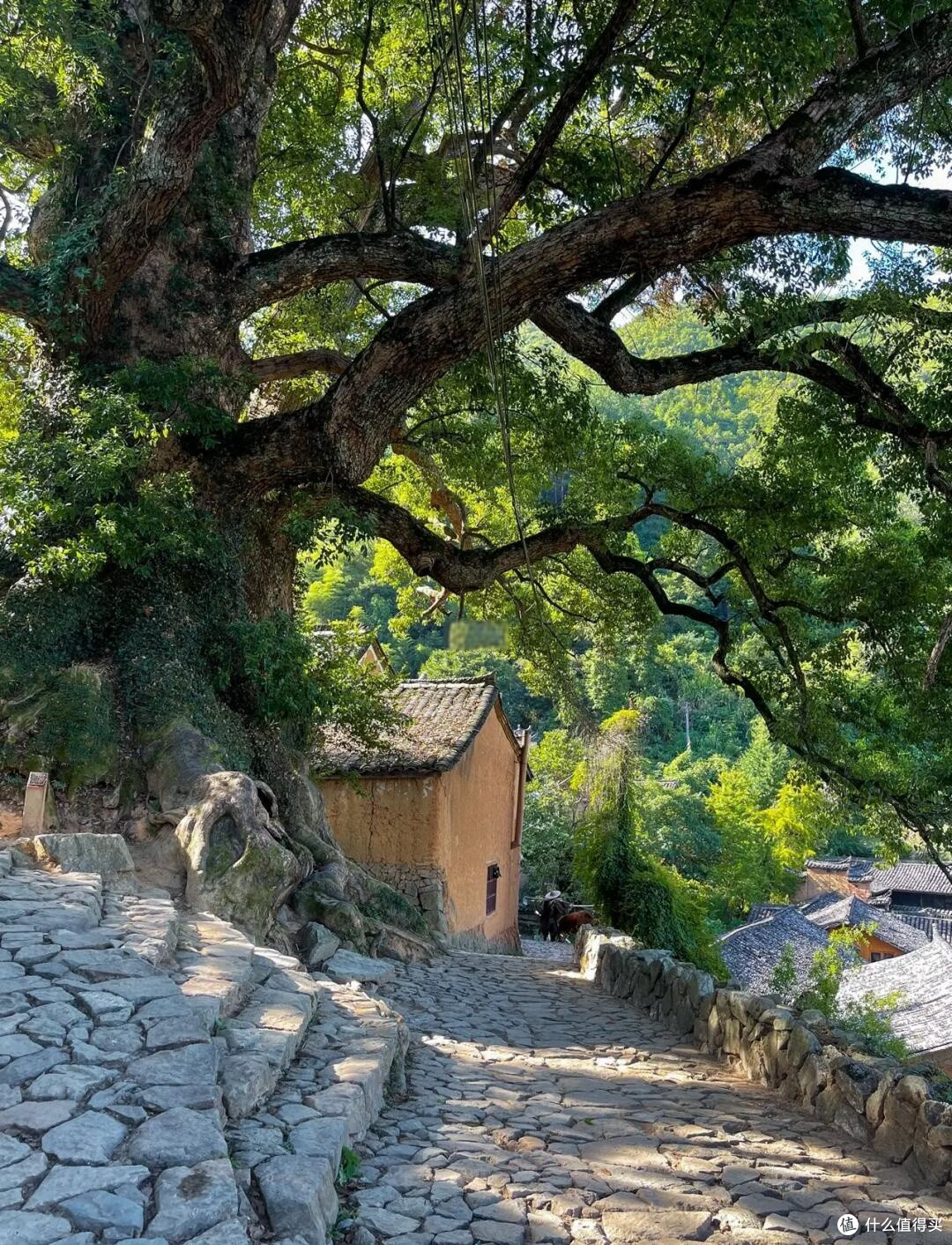 五一误入秘境：松阳杨家堂，藏在深山的金色古村