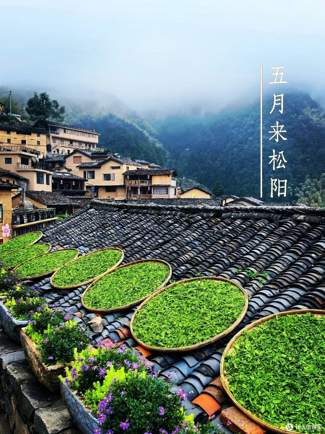 五一江南反向旅游全攻略,松阳秘境人少景美