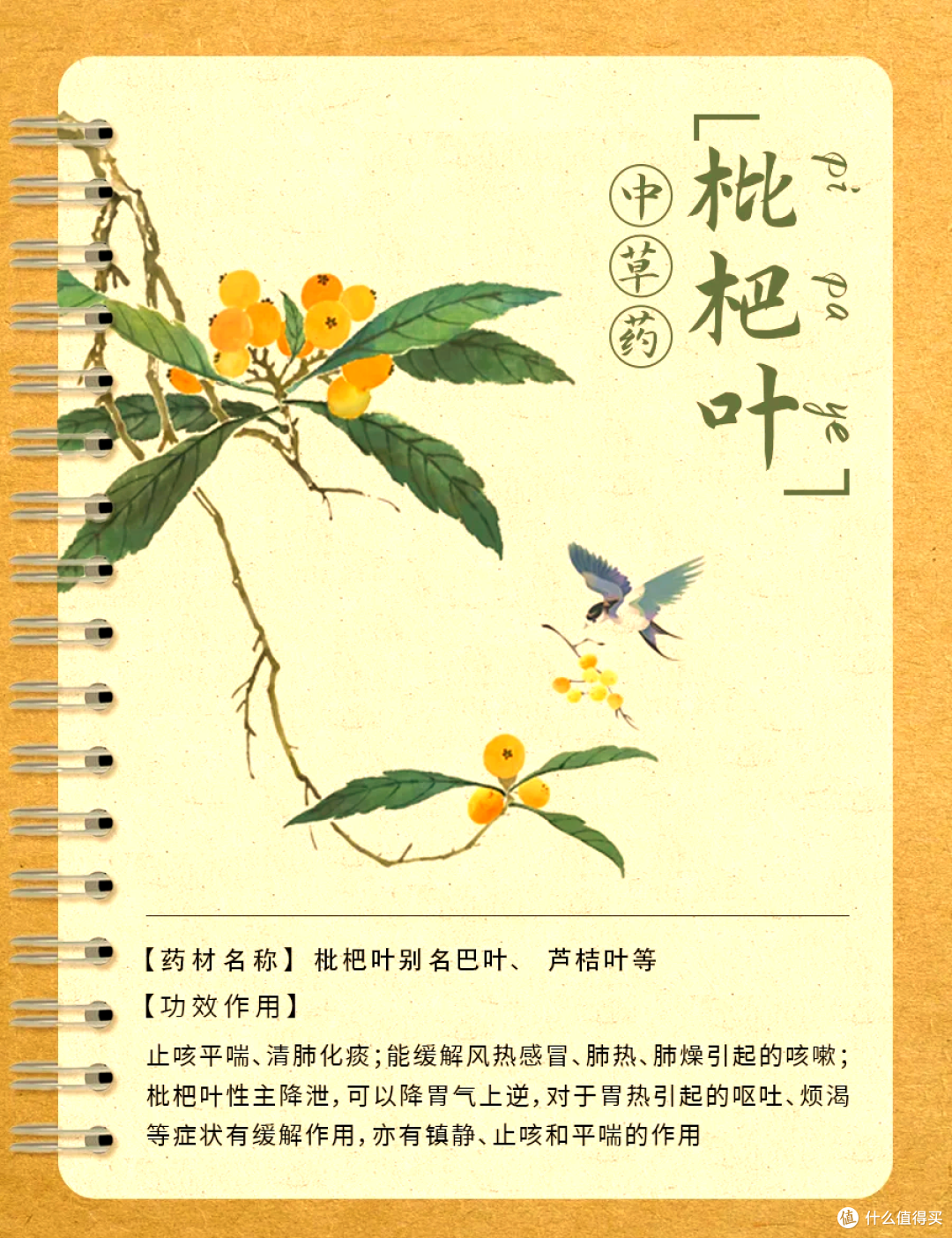 医生提醒:枇杷果不能止咳,中医里说的枇杷不是它,别搞错了