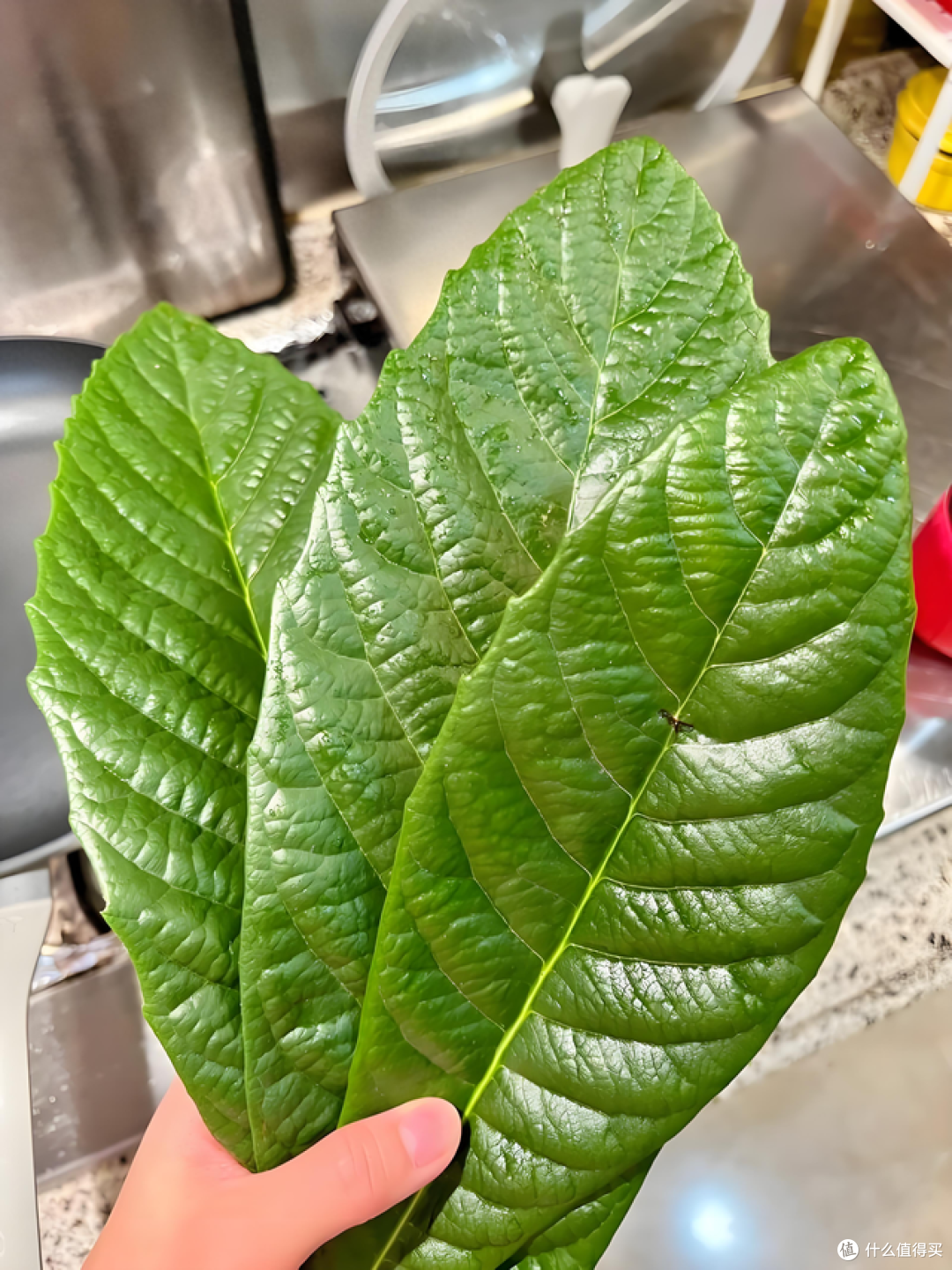 医生提醒:枇杷果不能止咳,中医里说的枇杷不是它,别搞错了