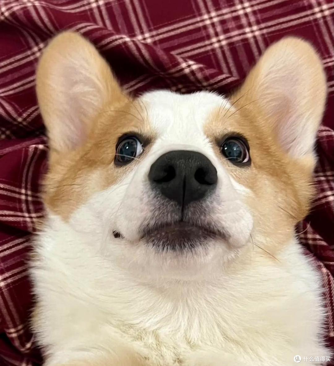 2026年5月老年犬狗粮推荐,老狗越吃越精神!