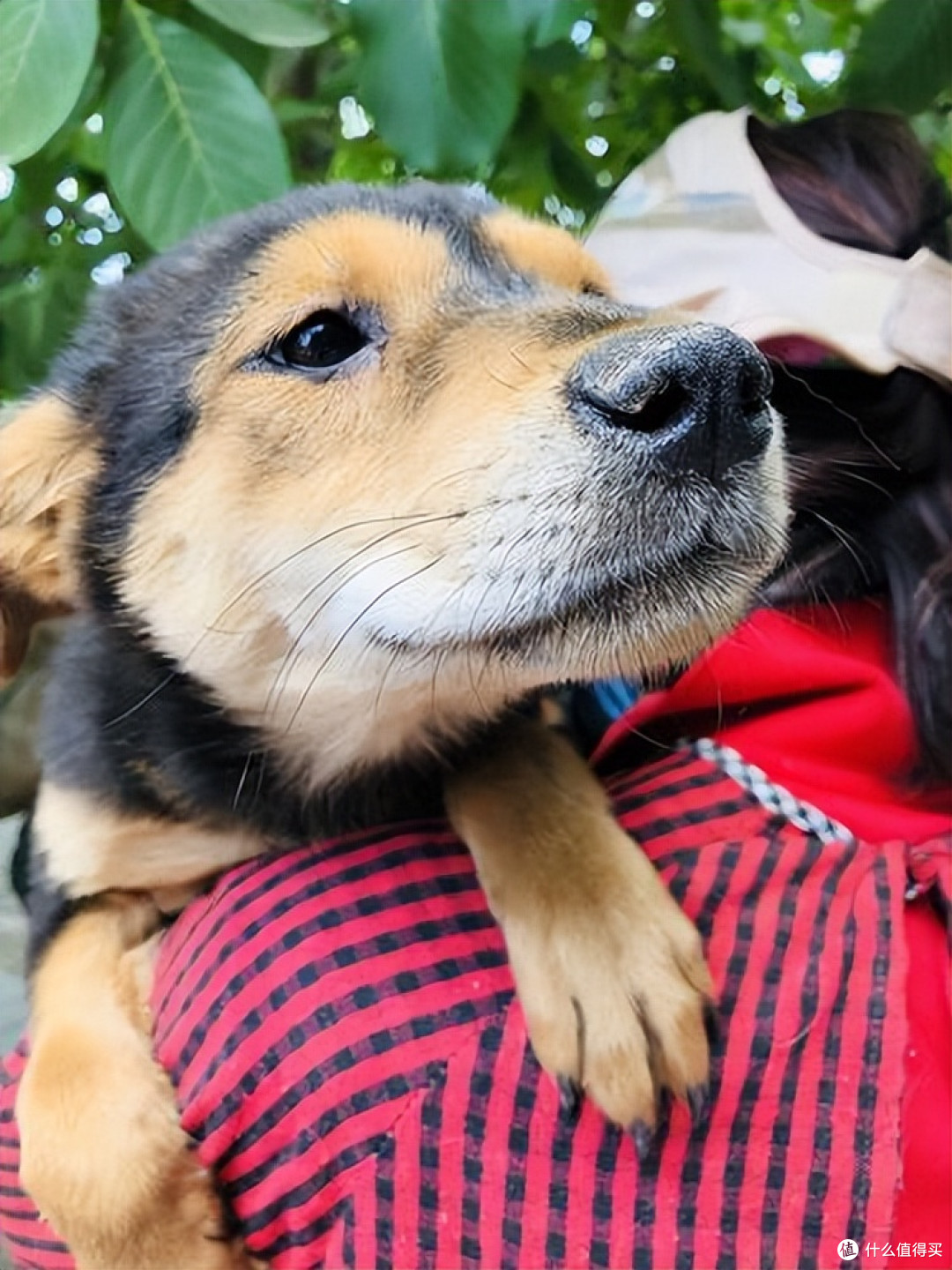 2026年5月老年犬狗粮推荐,老狗越吃越精神!