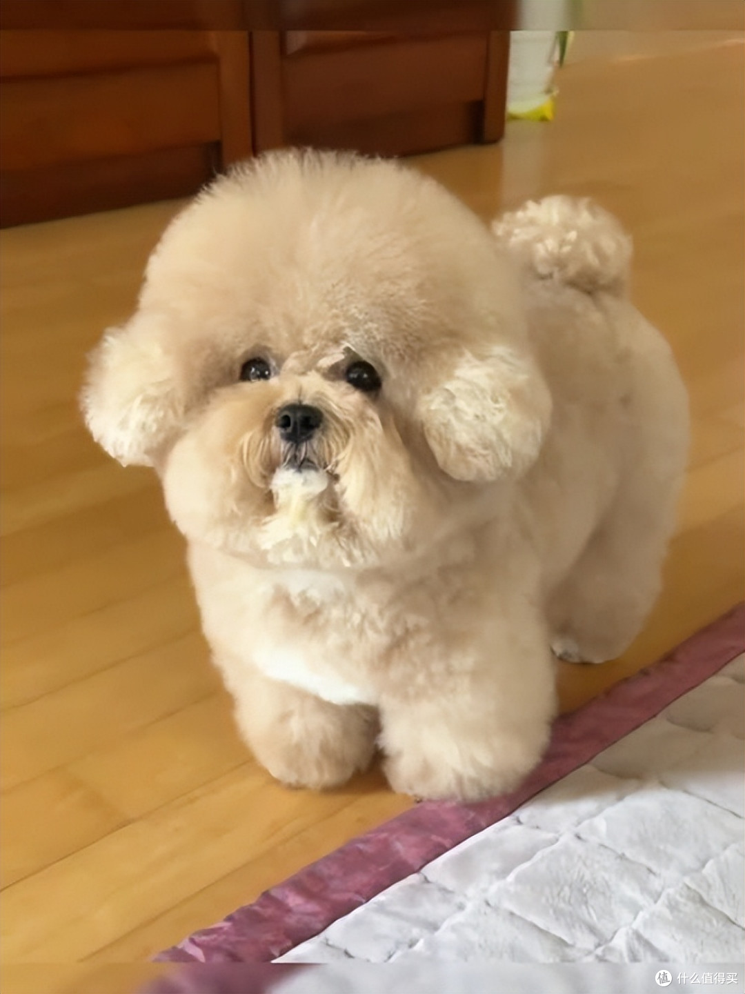 2026年5月老年犬狗粮推荐,老狗越吃越精神!
