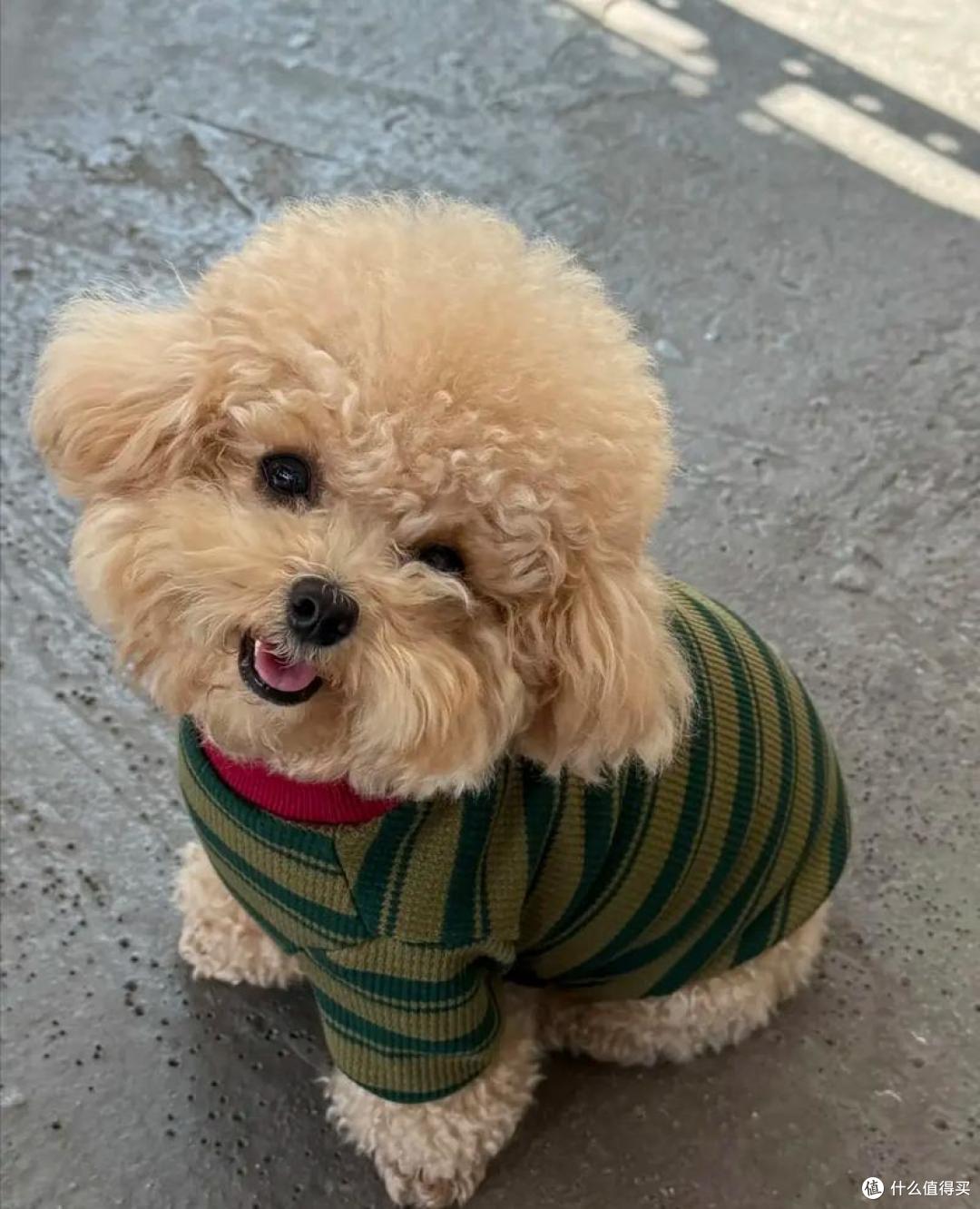 2026年5月老年犬狗粮推荐,老狗越吃越精神!