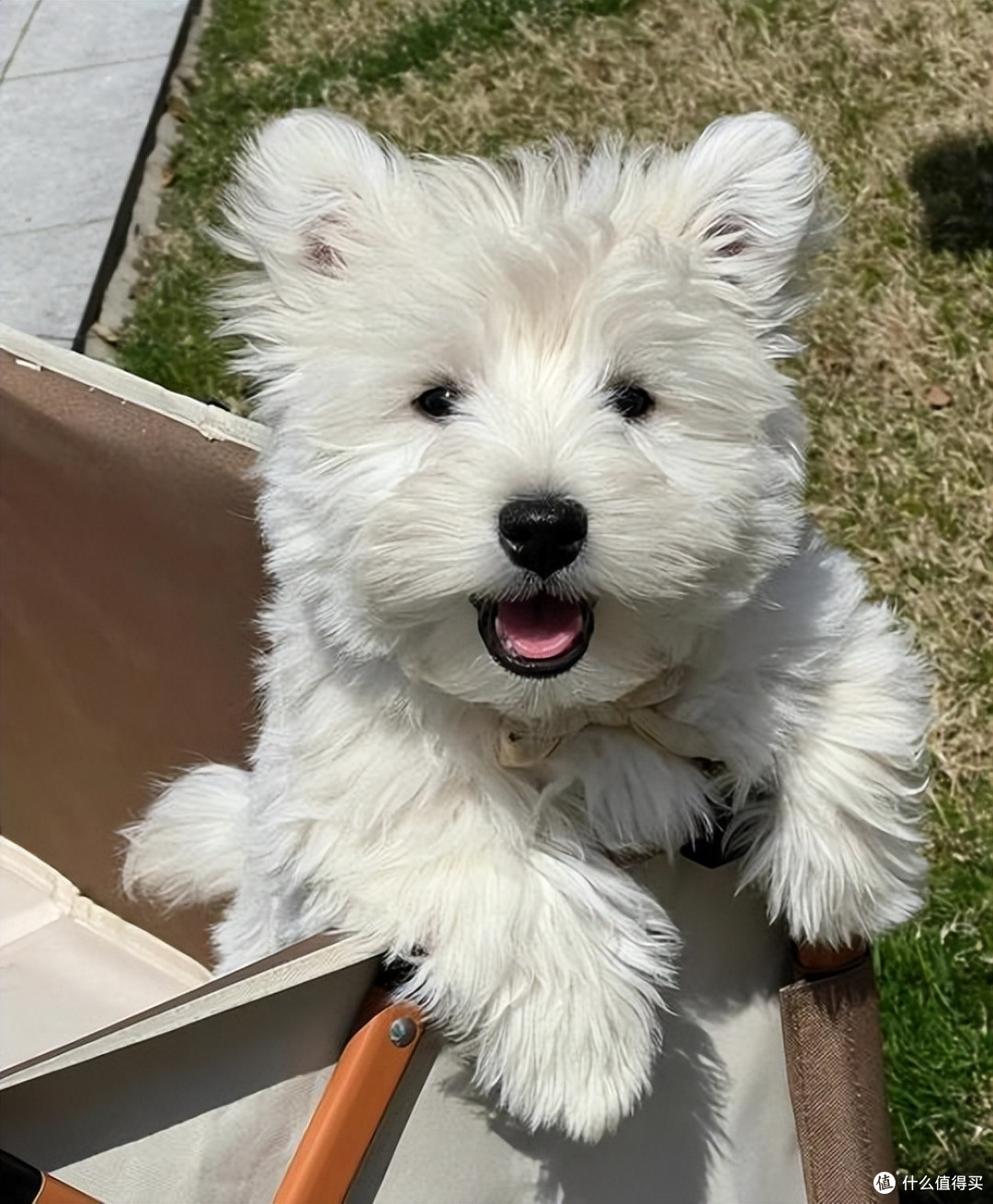 2026年5月老年犬狗粮推荐,老狗越吃越精神!