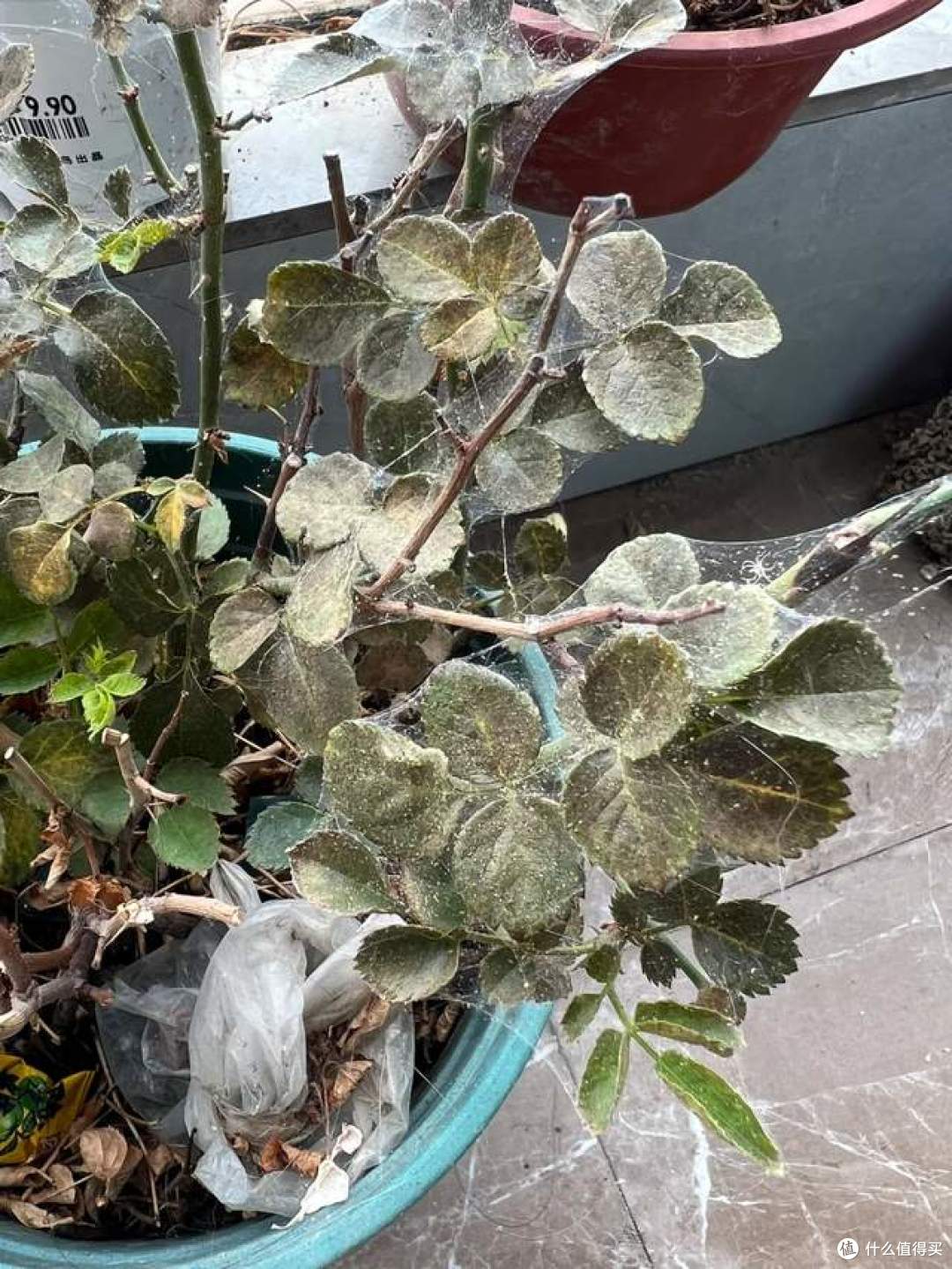 哪怕再喜欢，这几种“被遗弃的花草”也别往家搬了，不是迷信！