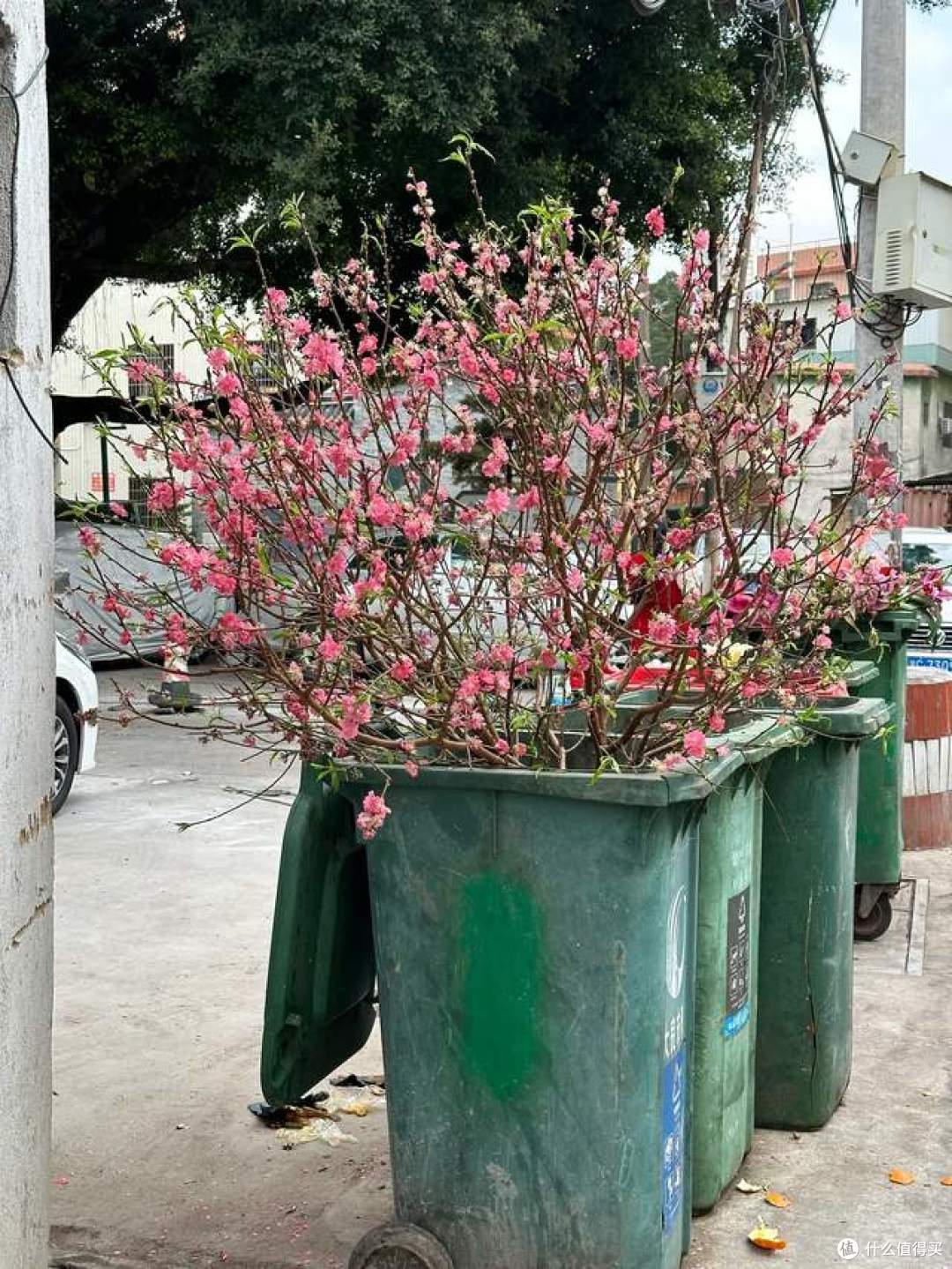 哪怕再喜欢，这几种“被遗弃的花草”也别往家搬了，不是迷信！