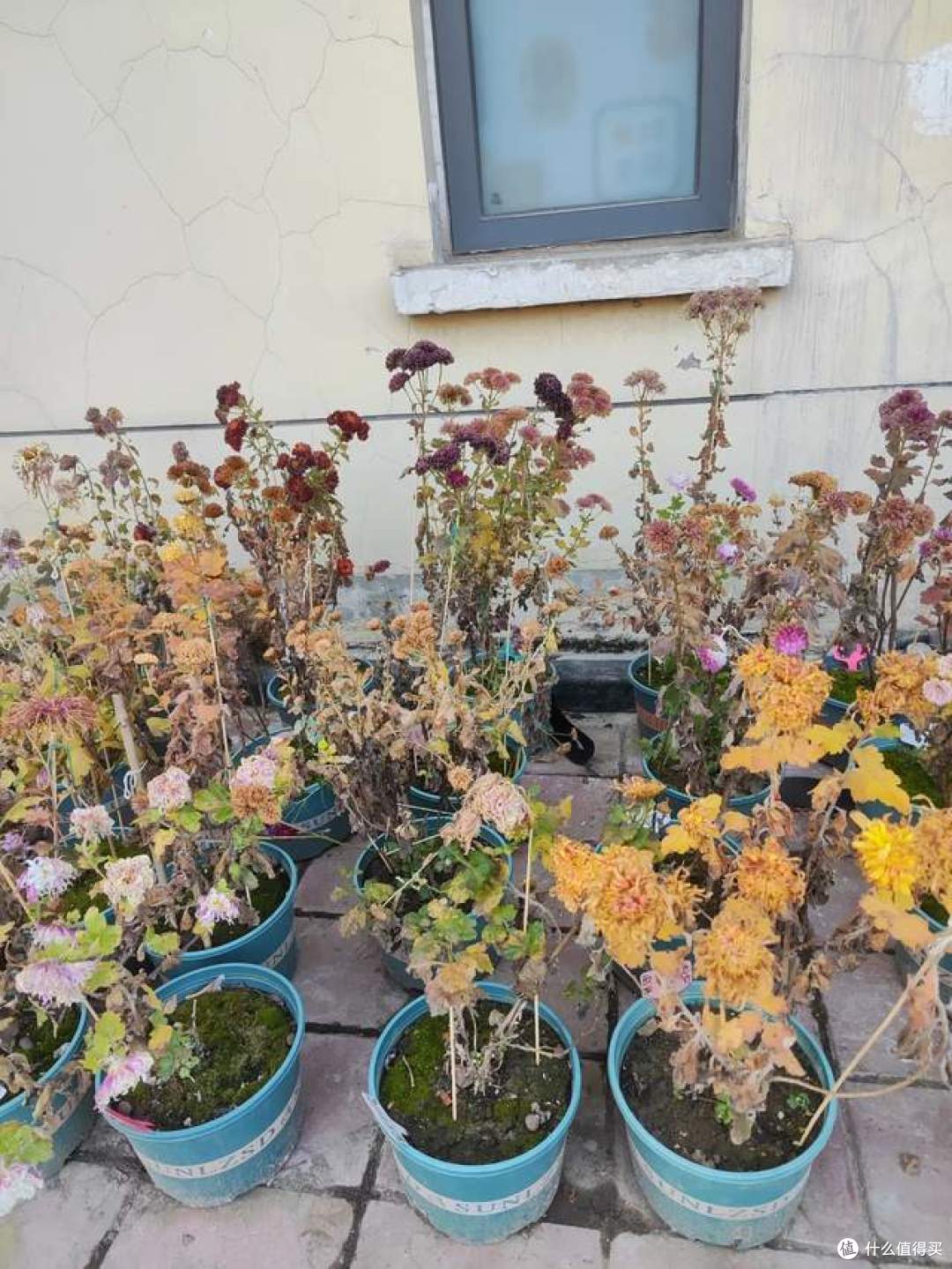 哪怕再喜欢，这几种“被遗弃的花草”也别往家搬了，不是迷信！