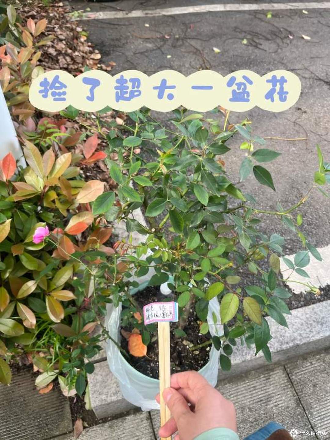 哪怕再喜欢，这几种“被遗弃的花草”也别往家搬了，不是迷信！