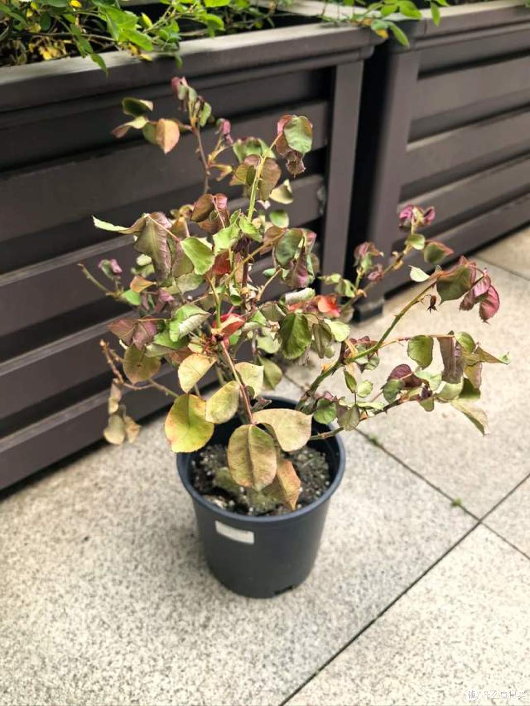 哪怕再喜欢，这几种“被遗弃的花草”也别往家搬了，不是迷信！