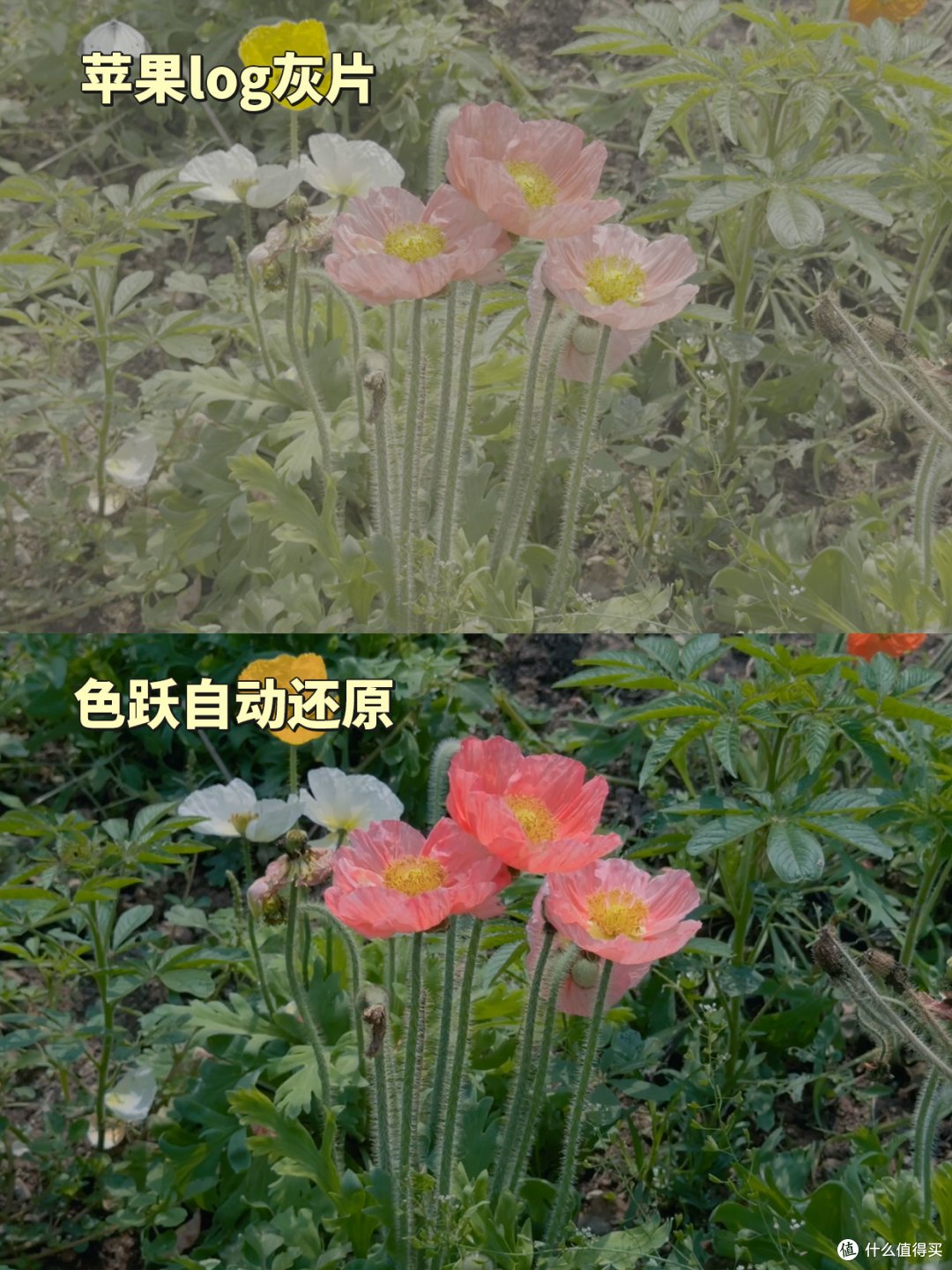 苹果手机拍的视频怎么变清晰?告别模糊发黑,一键拯救视频!