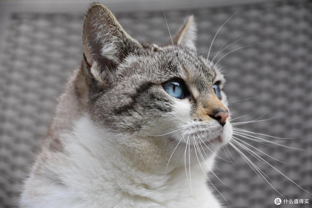猫粮怎么选?爱肯拿买不起?看看这款便宜又好吃的国产黑马猫粮!