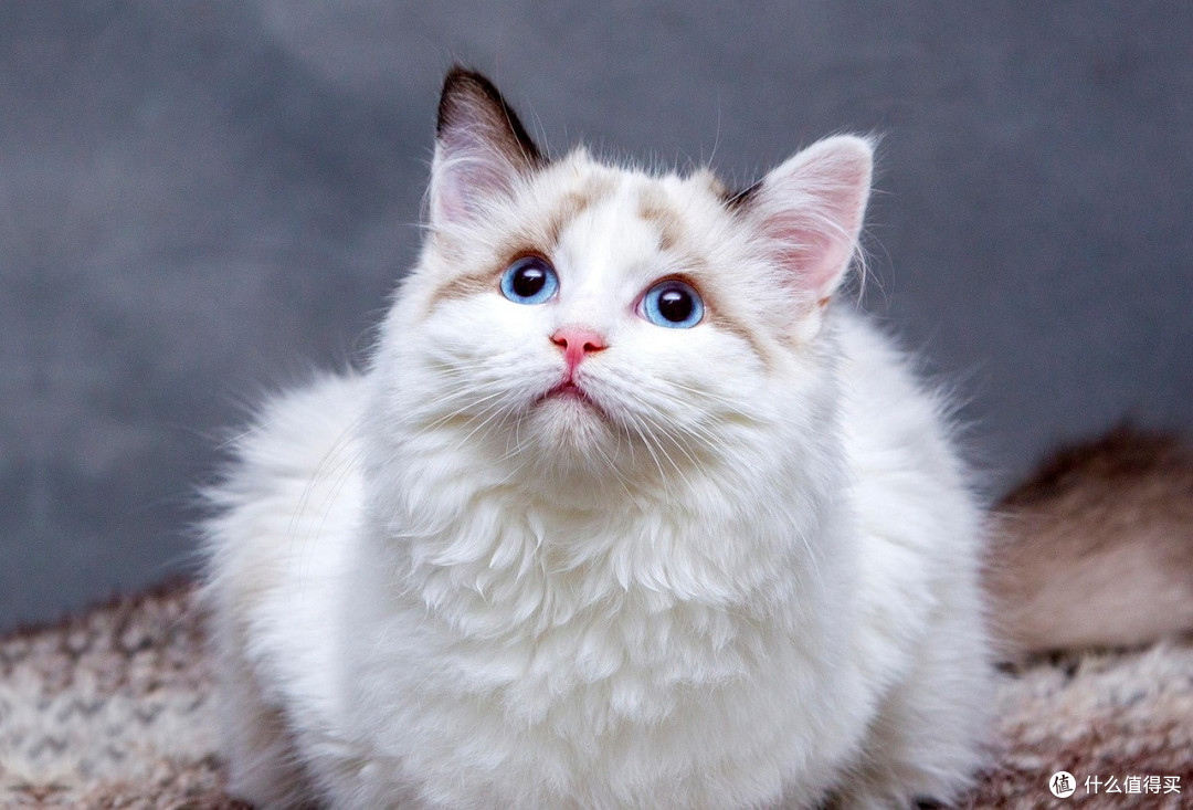 猫粮怎么选?爱肯拿买不起?看看这款便宜又好吃的国产黑马猫粮!