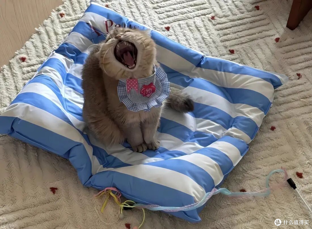 猫粮哪个好?想买渴望预算却不够,高性价比烘焙猫粮太让人省心!