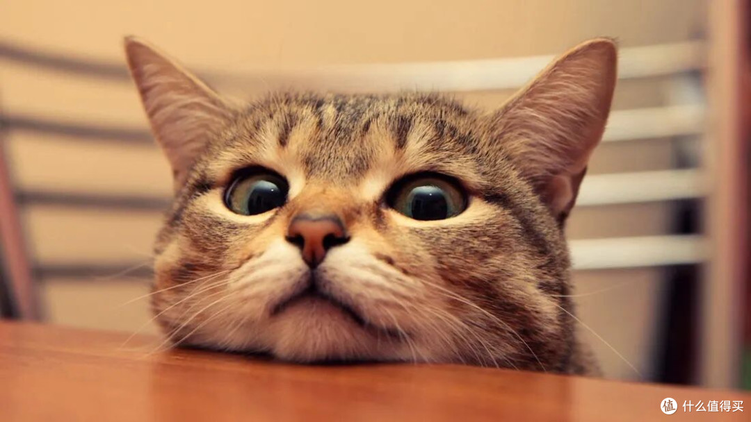 猫粮哪个好?想买渴望预算却不够,高性价比烘焙猫粮太让人省心!