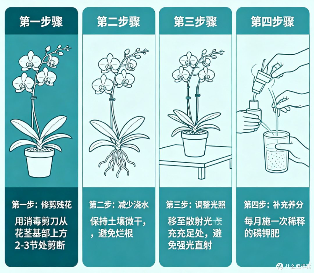 蝴蝶兰花谢后的正确处理方法