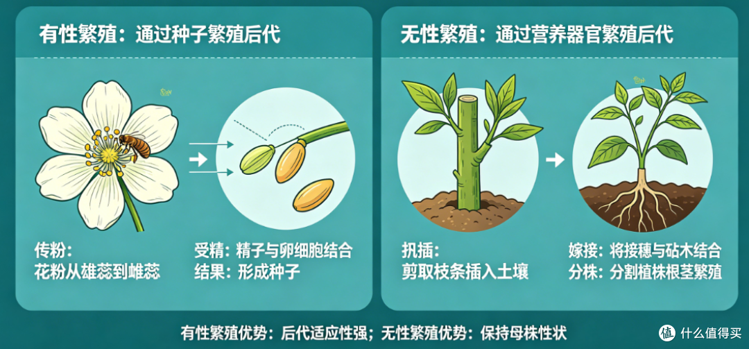 植物繁殖两大门派详解