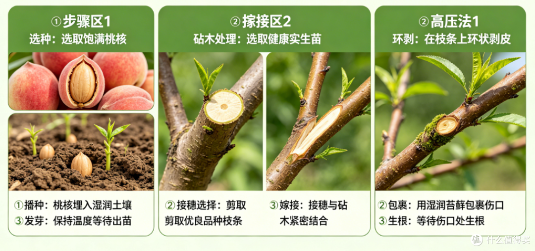 播种、嫁接与高压法种桃树
