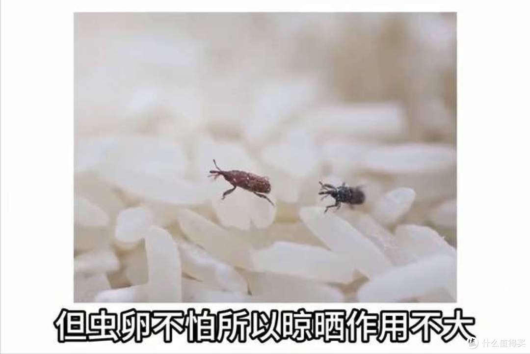 米袋没破却爬满小虫:米象产卵藏米粒,高温高湿一周就爆发