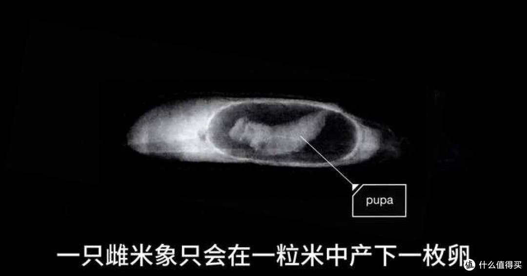 米袋没破却爬满小虫:米象产卵藏米粒,高温高湿一周就爆发