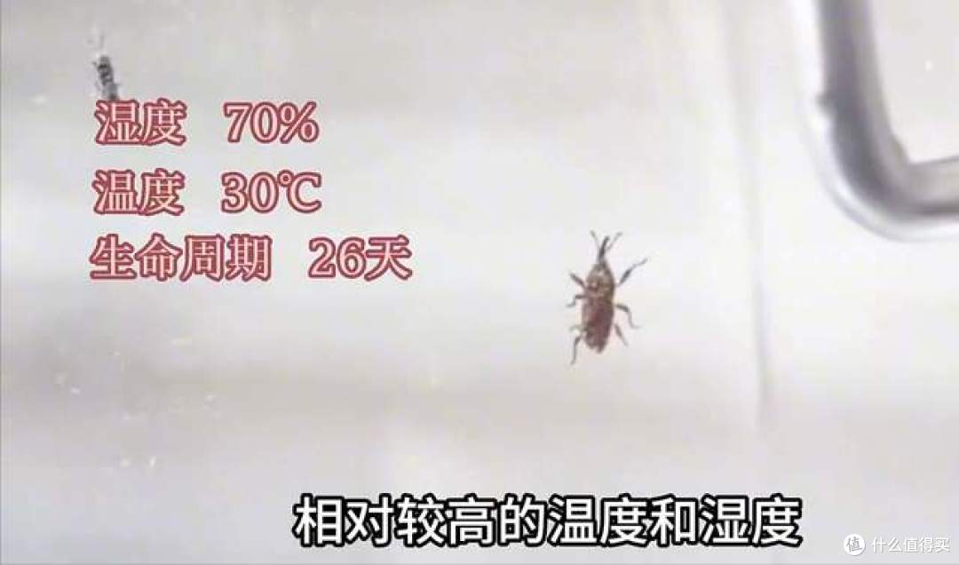 米袋没破却爬满小虫:米象产卵藏米粒,高温高湿一周就爆发