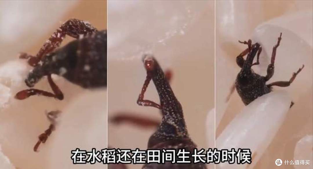 米袋没破却爬满小虫:米象产卵藏米粒,高温高湿一周就爆发