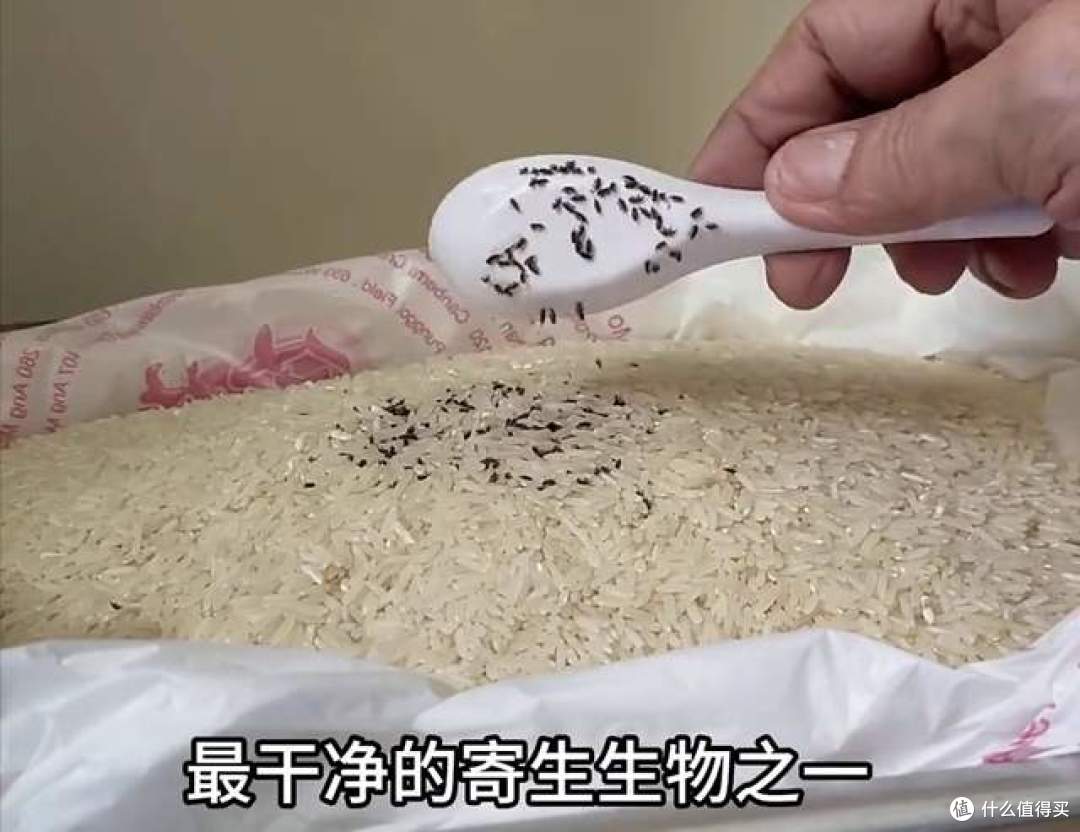 米袋没破却爬满小虫:米象产卵藏米粒,高温高湿一周就爆发