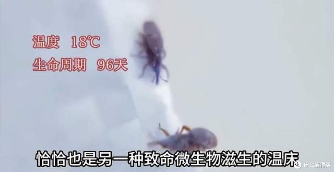 米袋没破却爬满小虫:米象产卵藏米粒,高温高湿一周就爆发