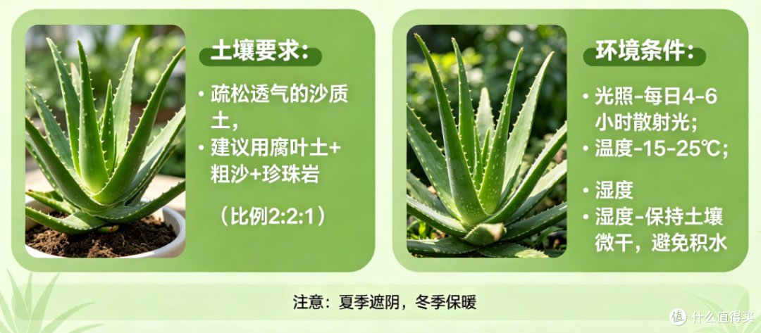 芦荟养护技巧:土壤与环境