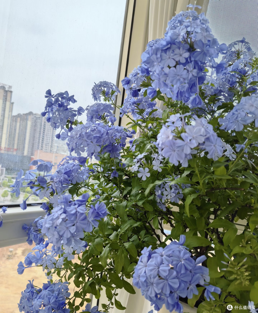 入手“蓝雪花”，养半年后：后悔没有早点买，太幸福了！