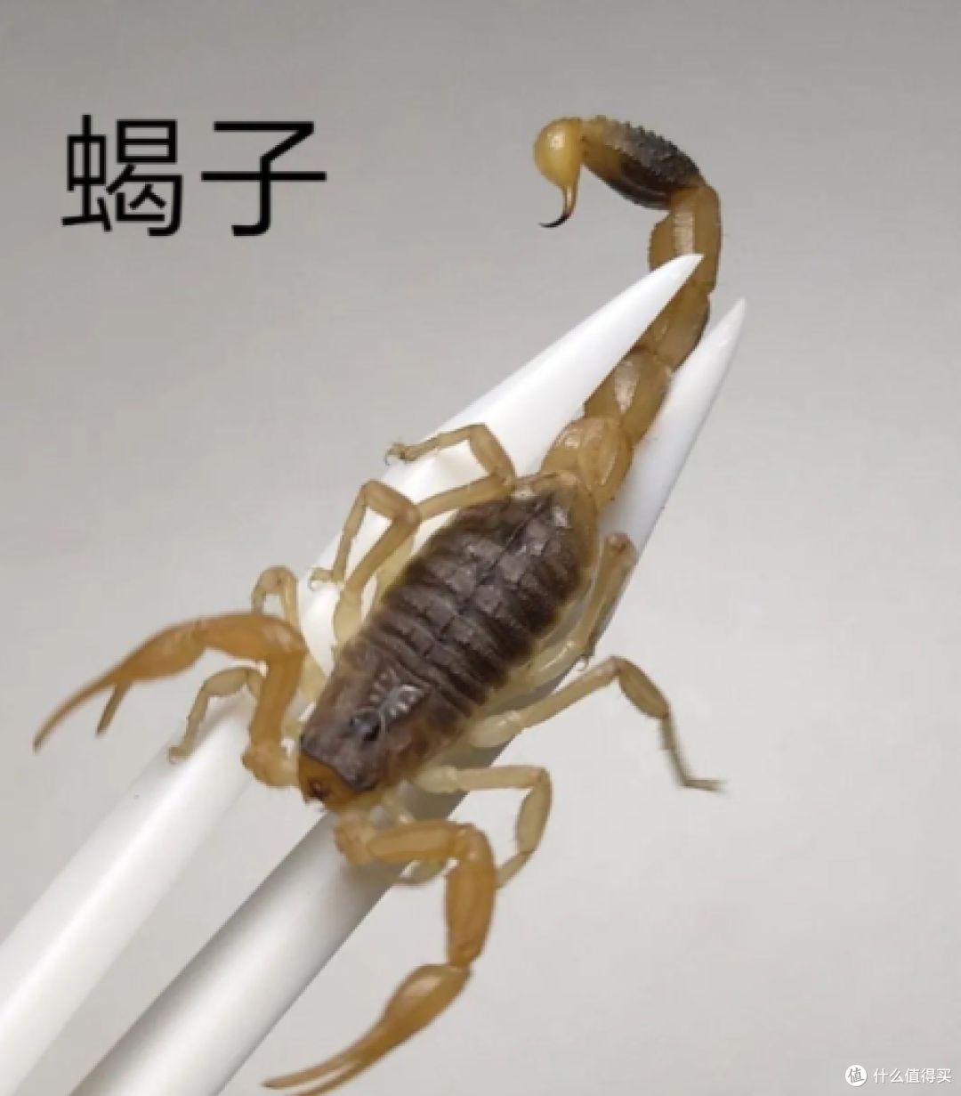 家中有蝎子怎么消灭干净