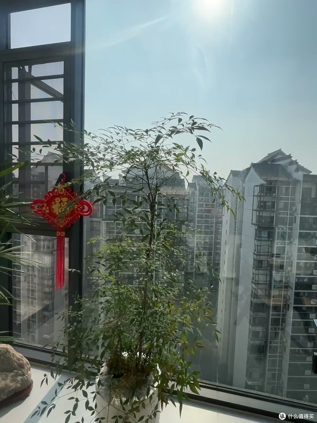 金山棕竹盆栽,大型室内绿植,除甲醛办公室好养盆景!
