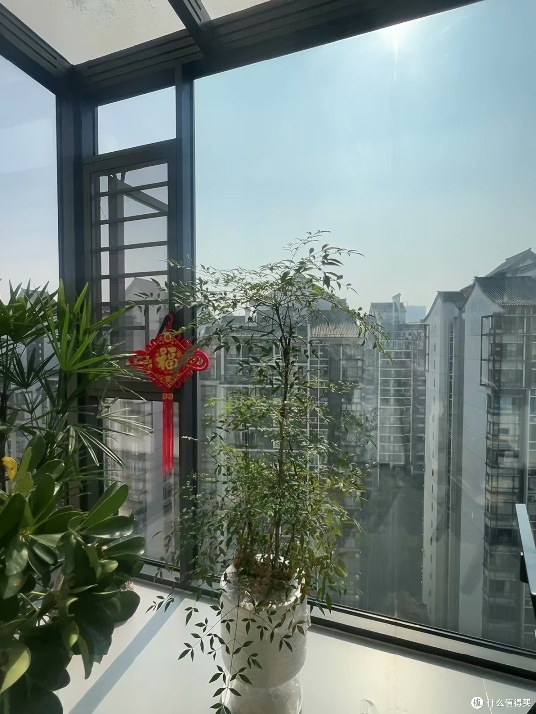 金山棕竹盆栽,大型室内绿植,除甲醛办公室好养盆景!
