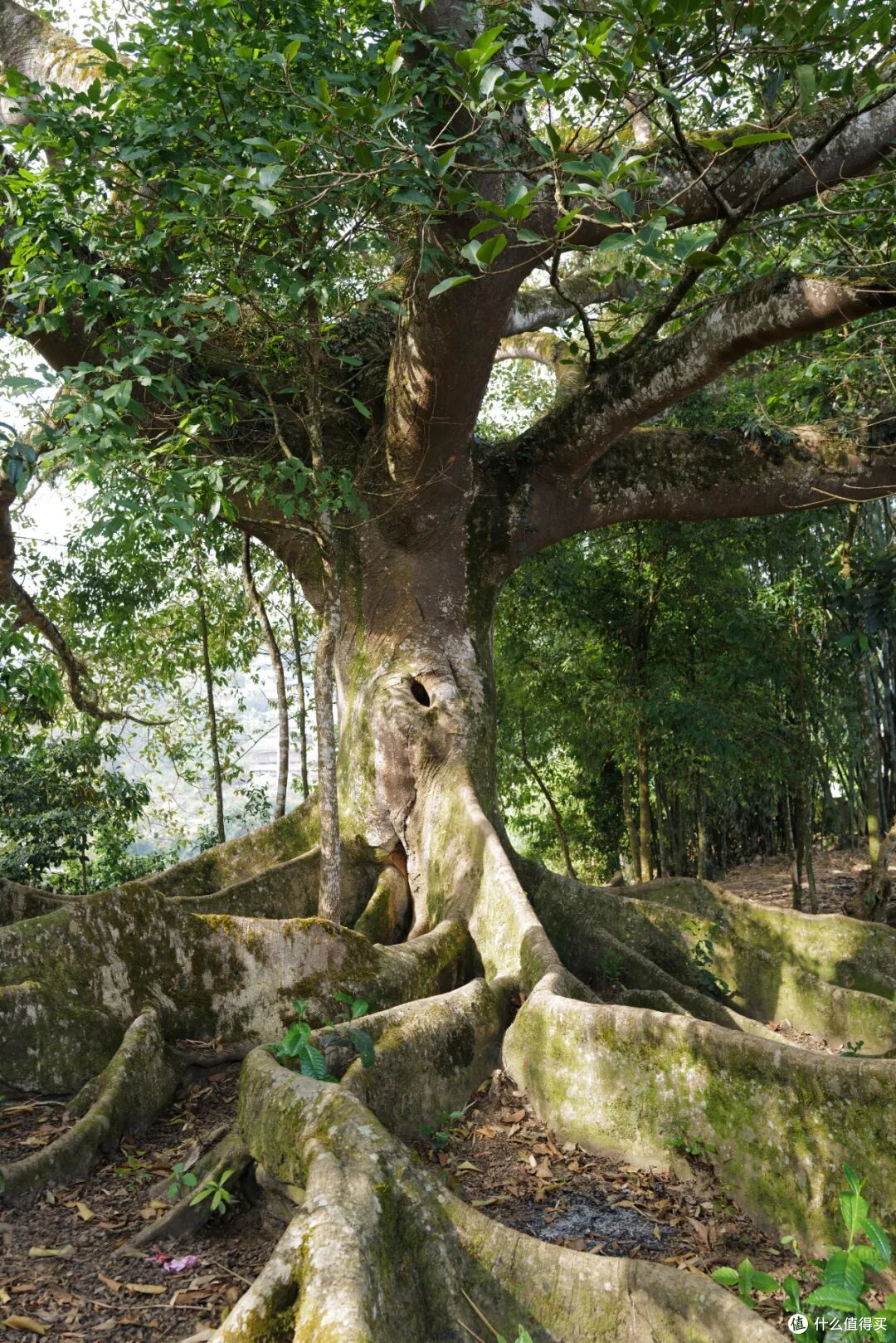 比版纳人少,比东南亚便宜,这座冷门边境小城是今年最棒旅行体验