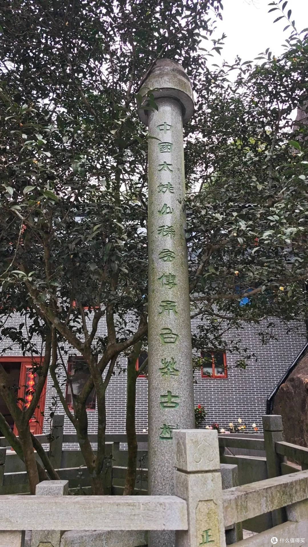 太姥山发现500年白茶古树 樱花伴生成“双绝”