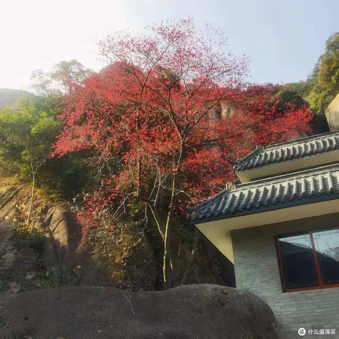 太姥山发现500年白茶古树 樱花伴生成“双绝”