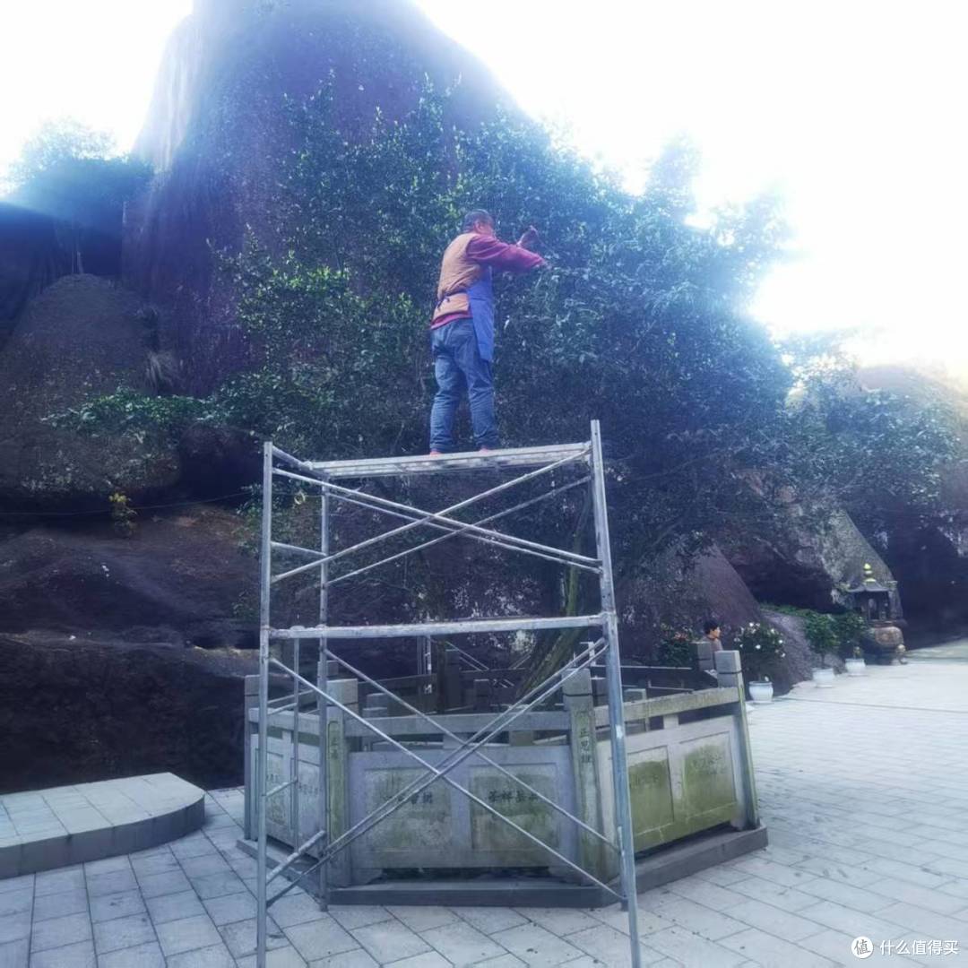 太姥山发现500年白茶古树 樱花伴生成“双绝”