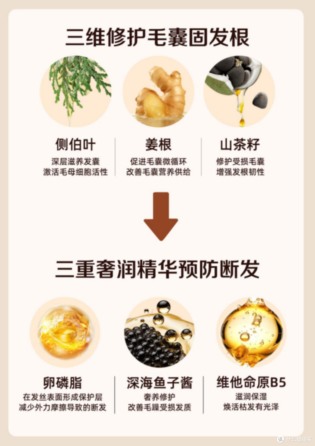 侧柏叶防脱洗发水,是如何从“概念添加”迈入“实证护理”的?
