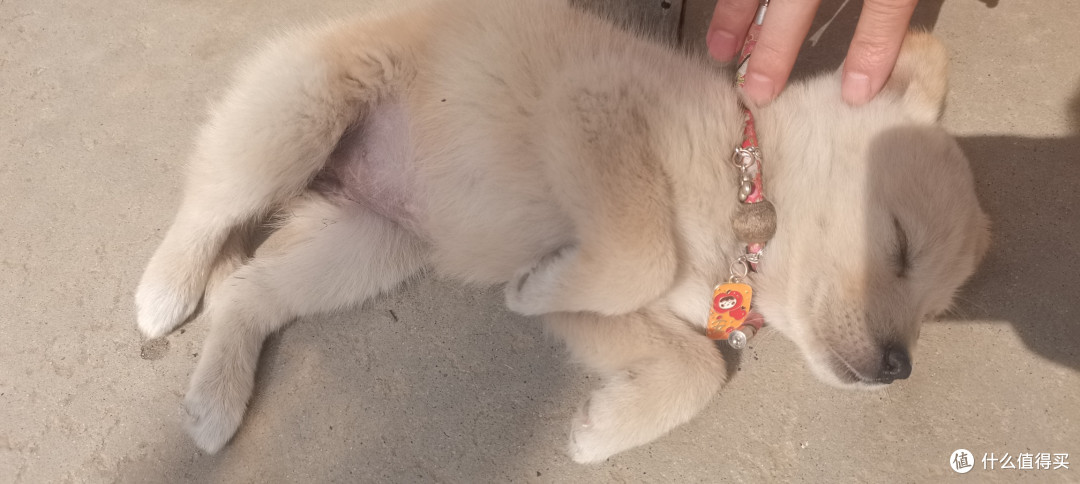 可爱的狗狗