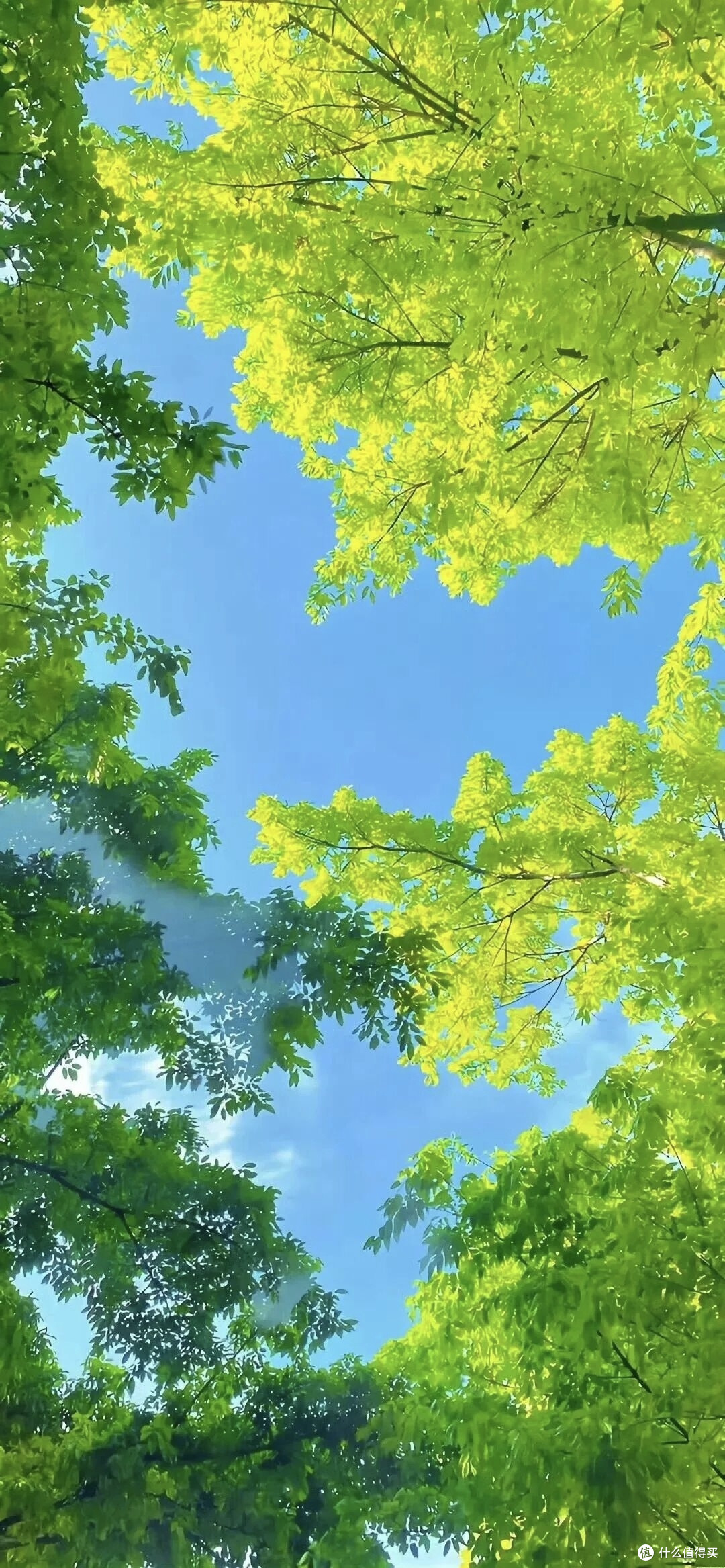 勾搭一棵树