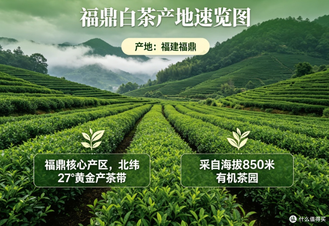 2026福鼎白茶选购建议:多品牌实测解析,天然甜润高评分好茶