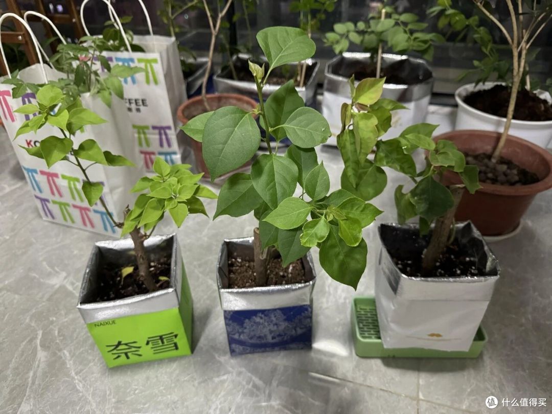 再也不乱扔「奶茶袋」了!果然,只要打开思路,就成了家居宝藏