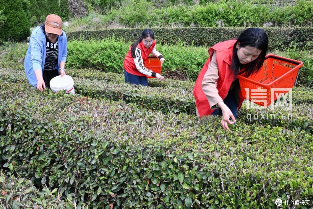 青岛即墨4800亩春茶进入采摘期 茶产业带动3000人就业