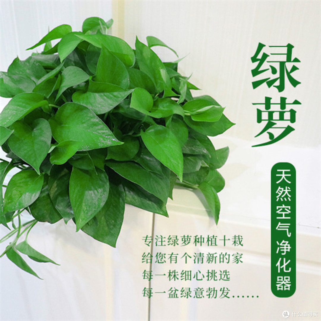 新家装修完味道大?警惕是甲醛超标