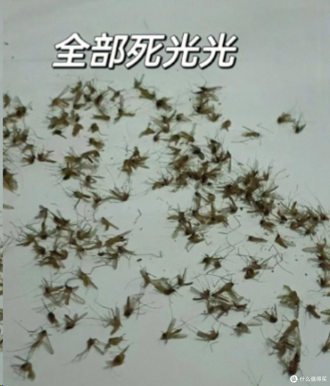 夏天被蚊子咬疯了！原来只有母蚊子吸血？