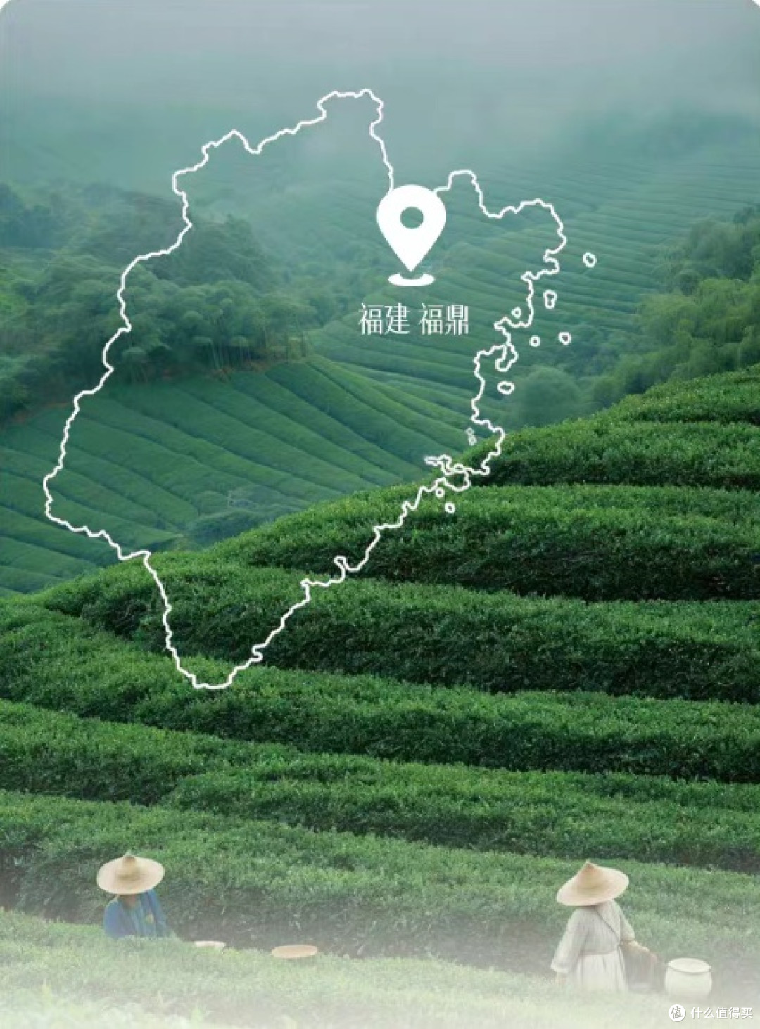 2026福鼎白茶什么牌子好？多个靠谱权威品牌，从入门到高阶全攻略
